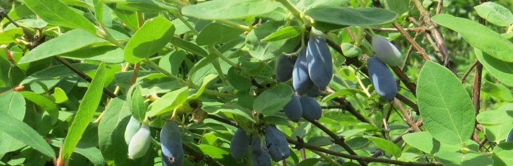 Lonicera ovocna banner